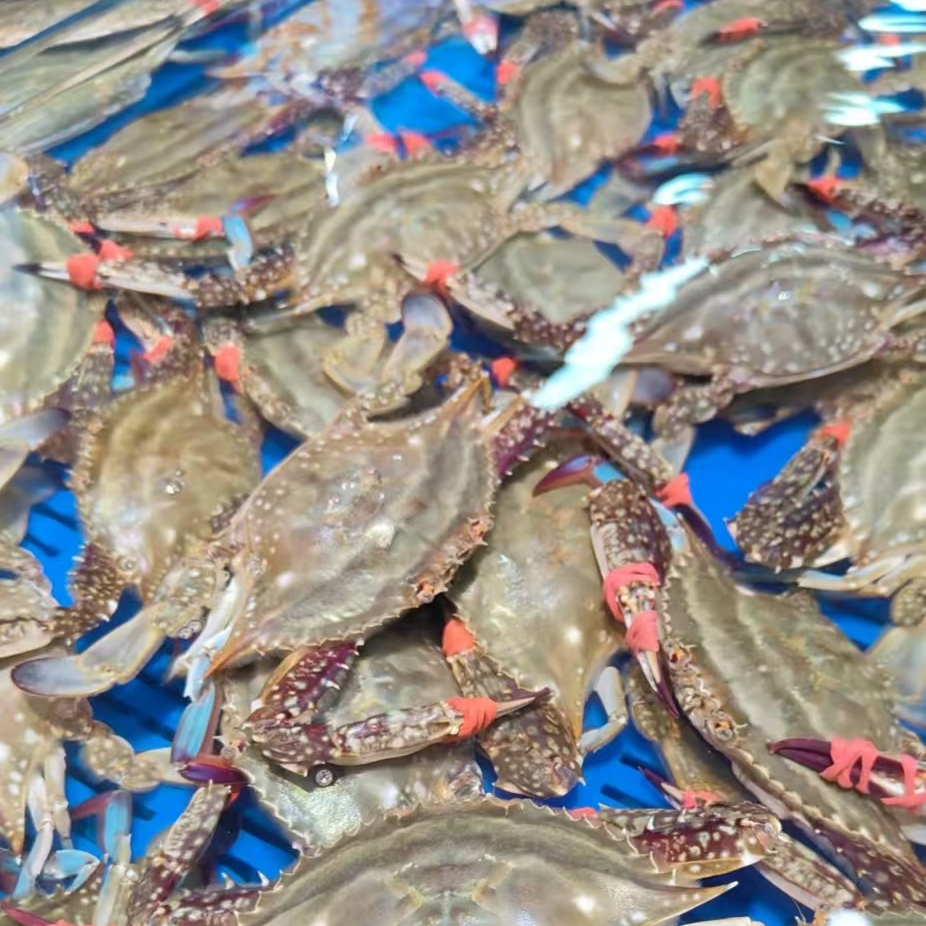 【保鲜不保活】优选舟山梭子蟹 公母混搭1斤装2-3只（单只4-5两）可配送/可自提 梭子蟹同城