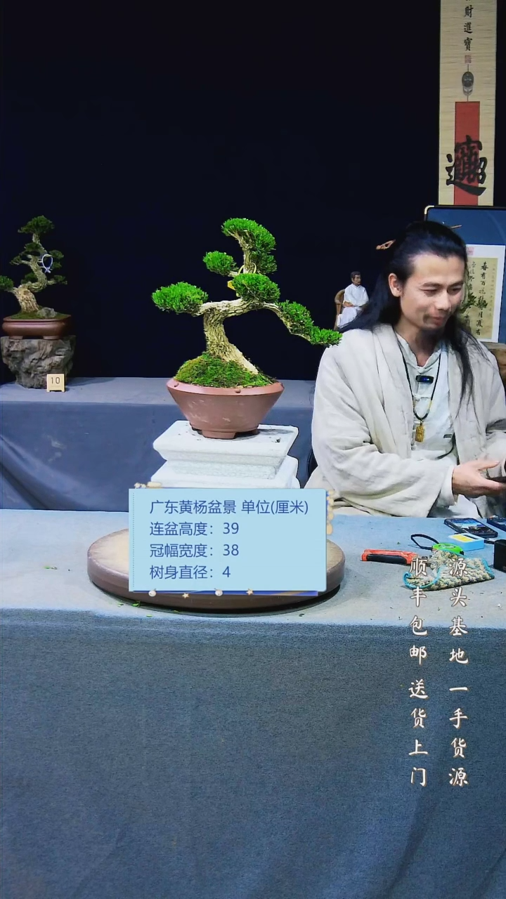 【闪购商品】黄杨盆景黄杨盆景