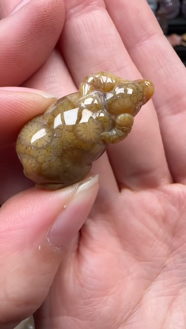 颈饰未镶嵌硅化珊瑚（珊瑚玉）388