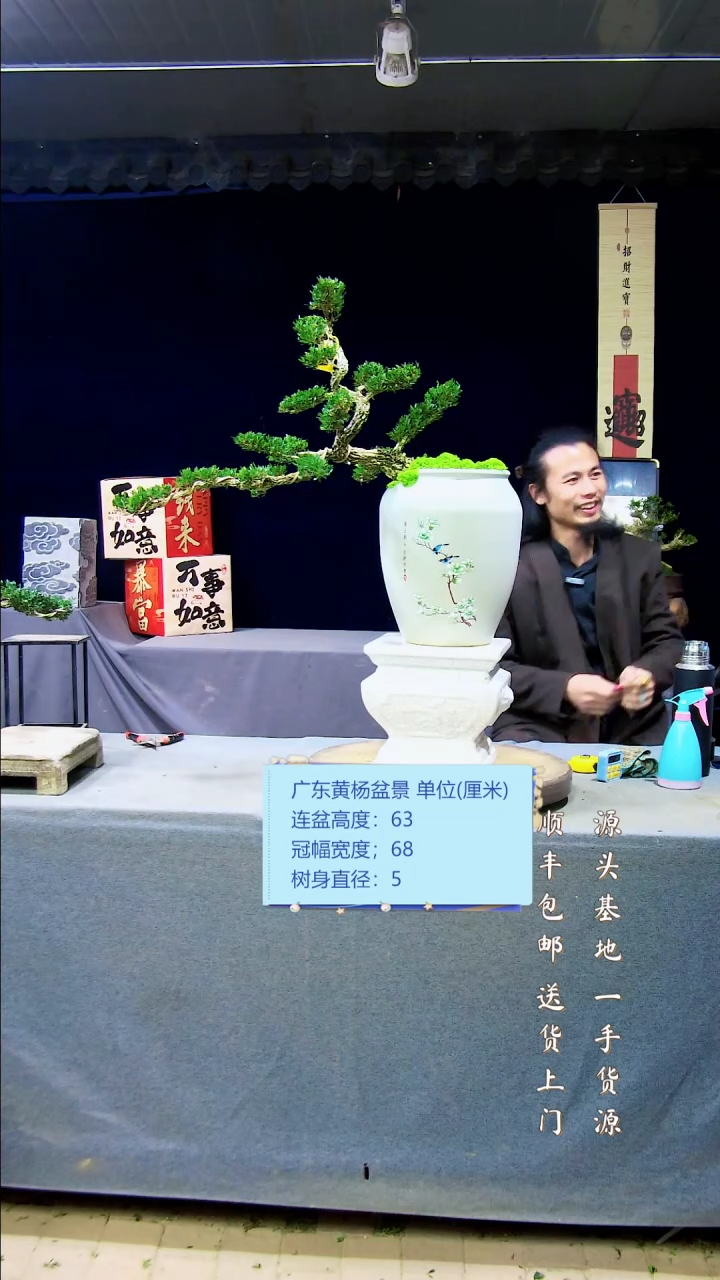 【闪购商品】雀舌皱皮黄杨盆景雀舌皱皮黄杨盆景