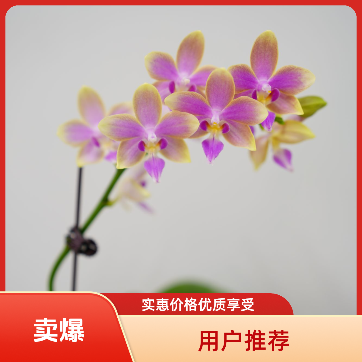 朝暮里蝴蝶兰【金树一代】带少量花苞开花株发货