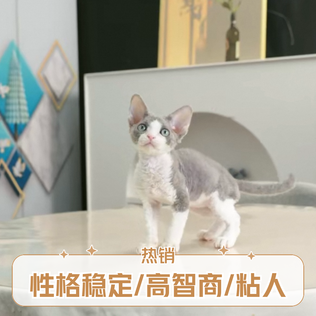 蓝白开脸德文卷毛猫（公）/3月龄/两针疫苗