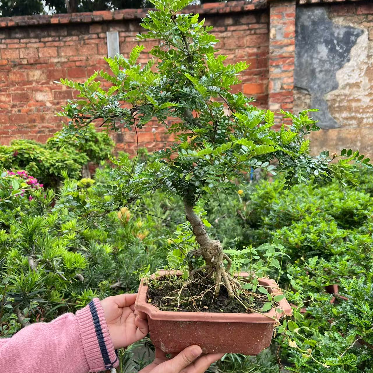 （20-300元区域）盆景老桩室造型养护实物适合春夏秋冬