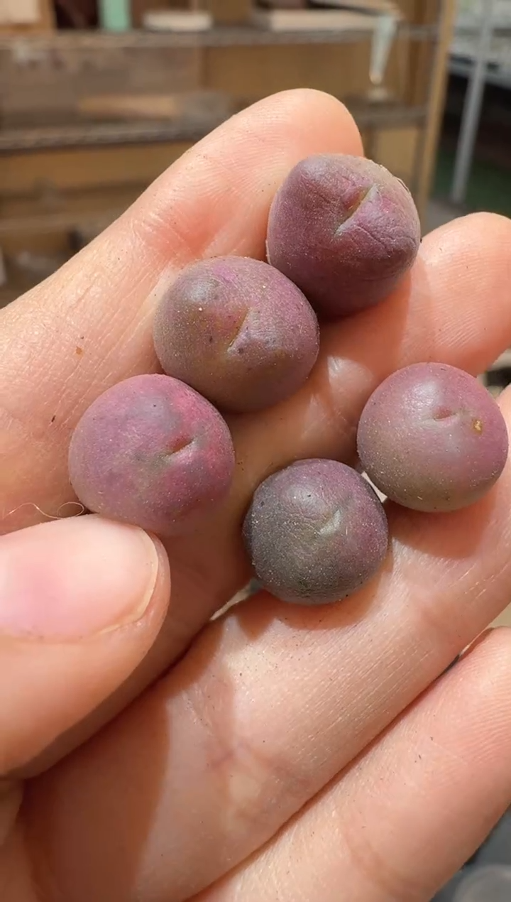 86多肉植物肉锥杂交一颗