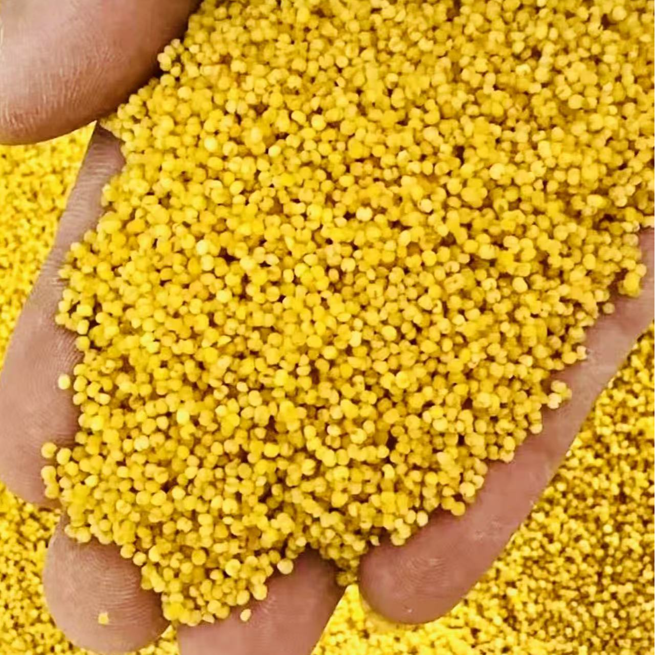 手养鹦鹉蛋小米粮食