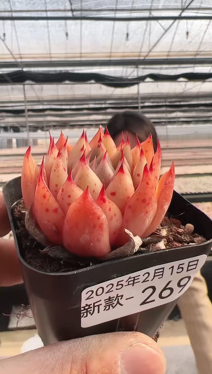 【闪购商品】新款多肉-269