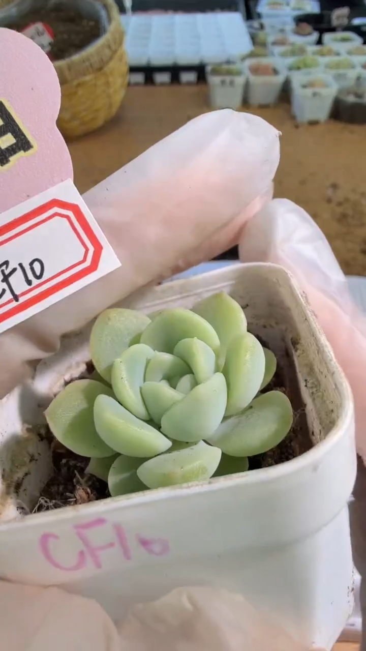 CF10 五方一盆 单双混 量拍混发