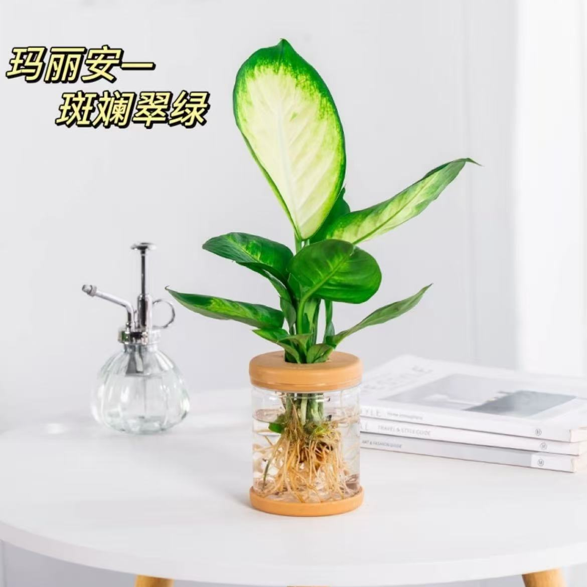 玛丽安盆栽鲜活绿植室内花卉盆景办公室摆件四季常青好养活盆栽