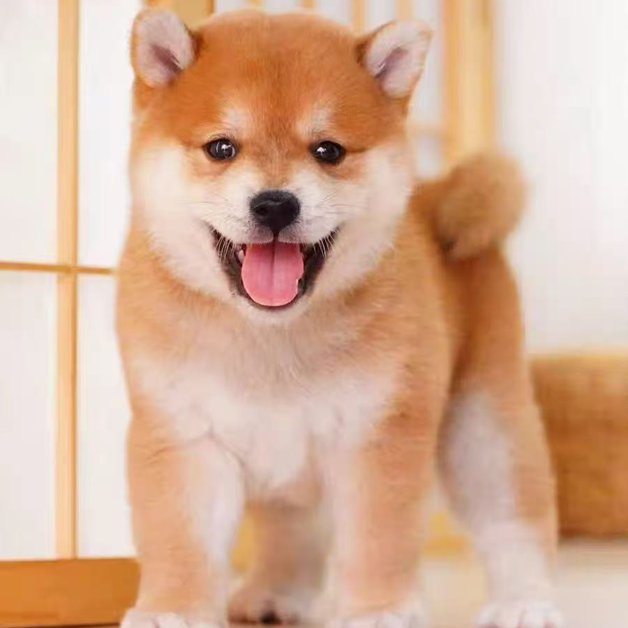 （希希的柴宝 ）狗狗活体