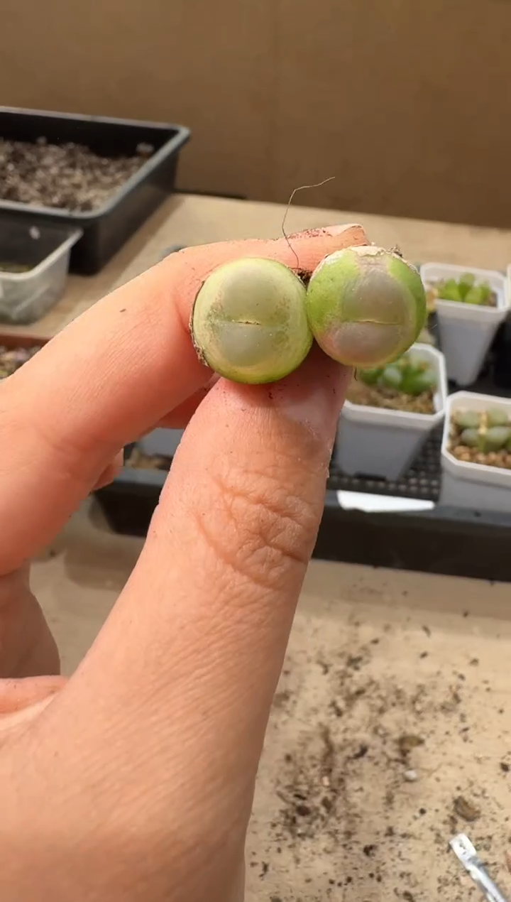 a***e10-387多肉植物肉锥