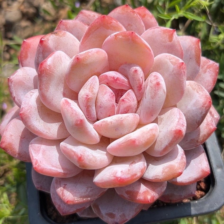 慢悠花房 雪天使 办公室园艺绿植庭院多肉七夕鲜花