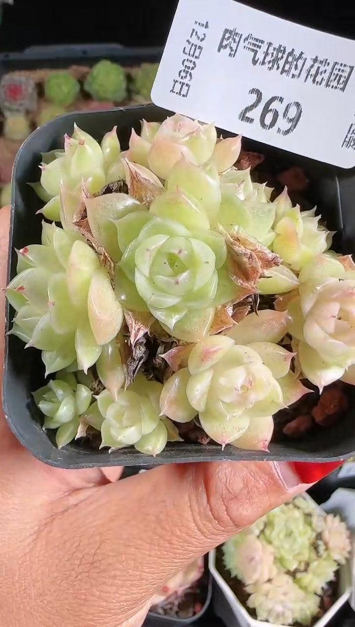 1206-269多肉群生不包整