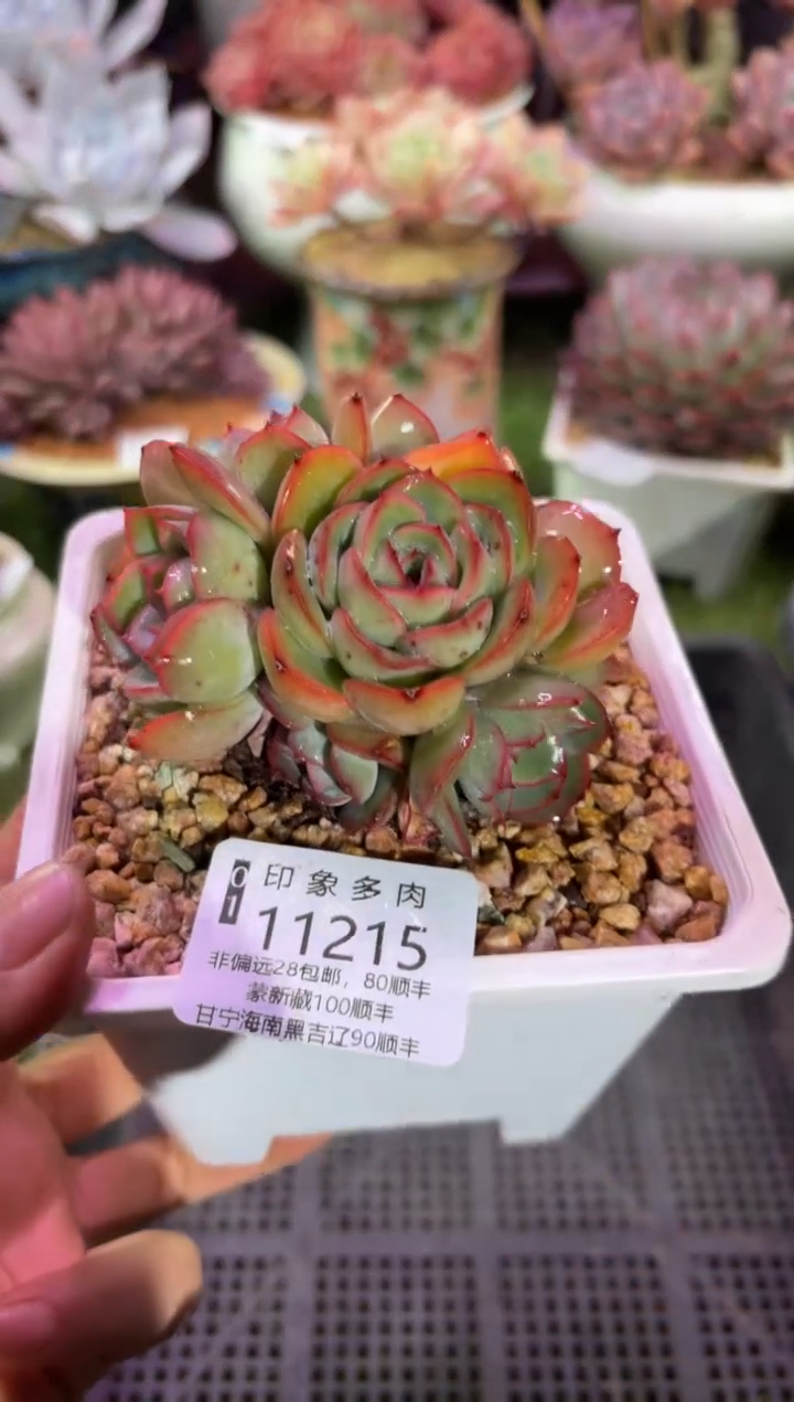 【闪购商品】11215