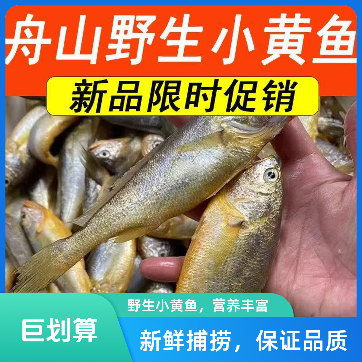 舟山纯野生黄鱼净重4斤