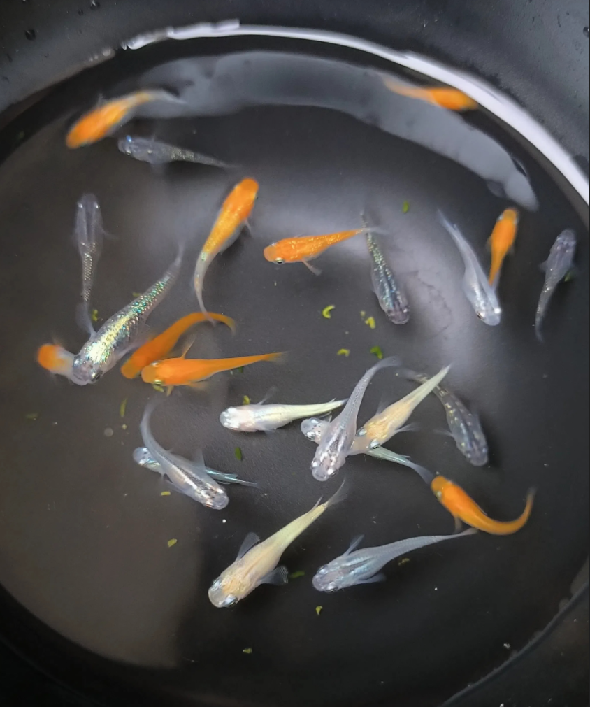 观背青鳉（一物一拍）直播间专用