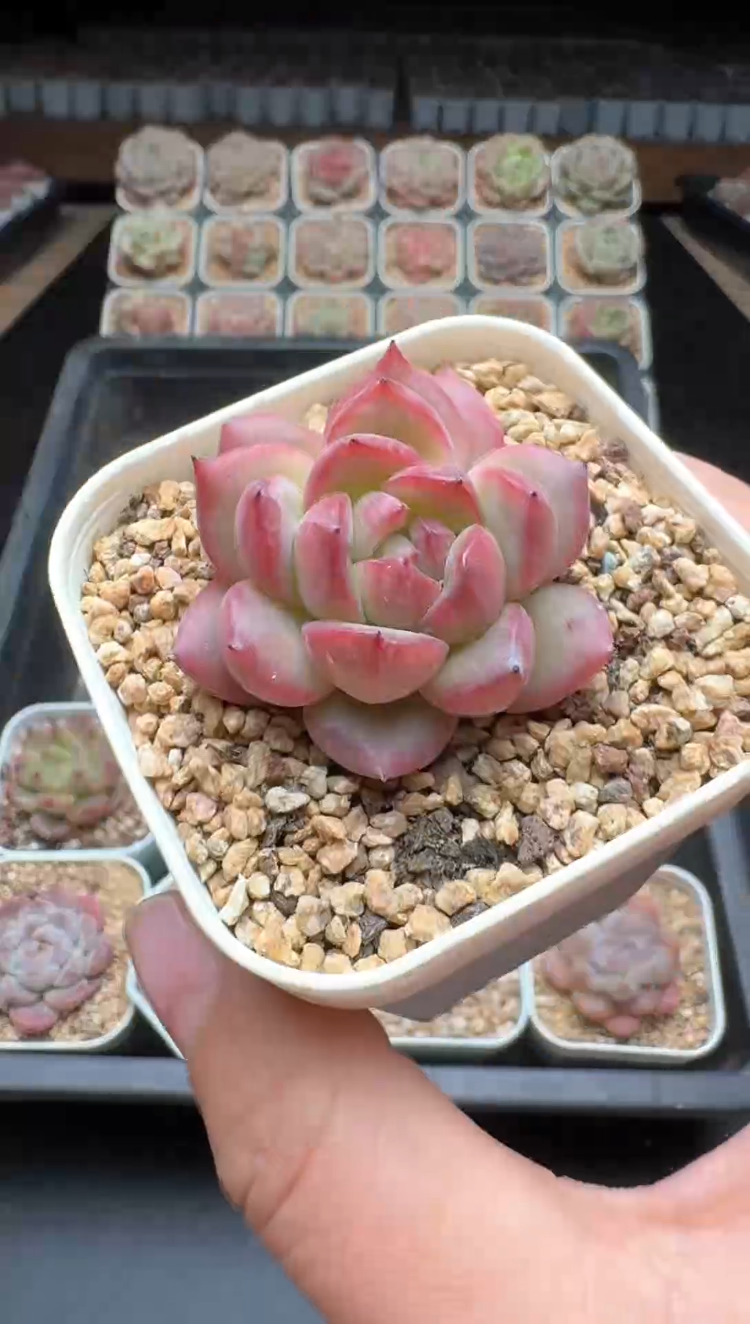 【闪购商品】251号一物一拍珍妮多肉花卉植物3颗起发