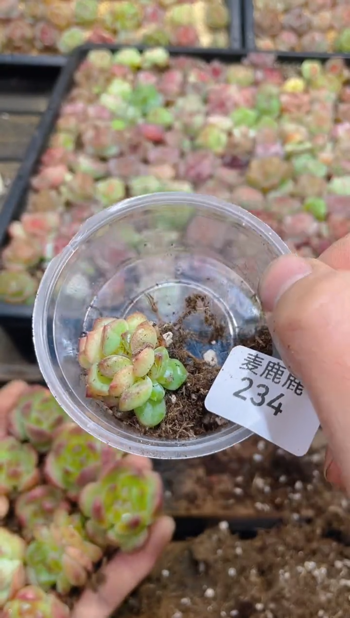 234梧桐珍妮 群生    量拍1颗