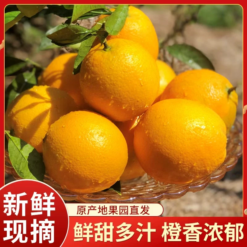 正宗江西赣南脐橙新鲜采摘脐橙当季水果鲜嫩多汁多仓发货