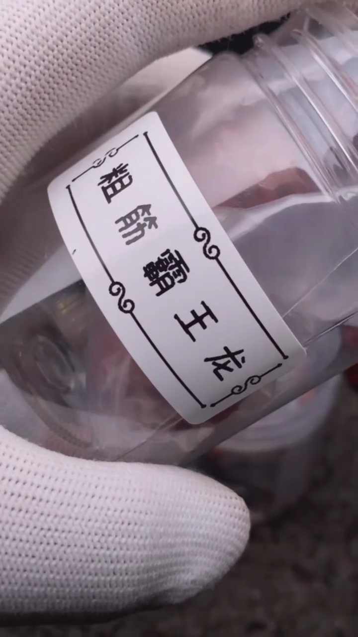 【闪购商品】文玩核桃把件粗筋霸王龙