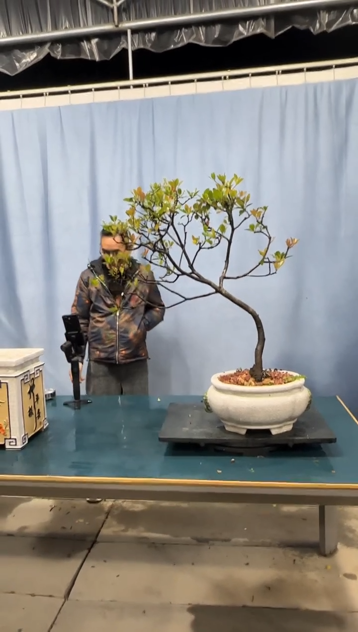 【闪购商品】盆景春花