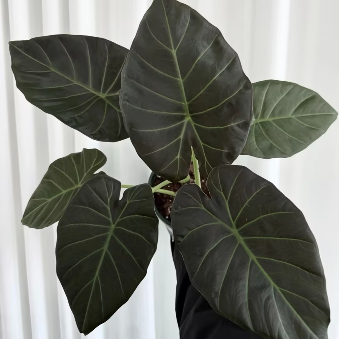 【帝王盾海芋】帝王盾海芋客厅阳台绿植盆栽室内热植网红好养活