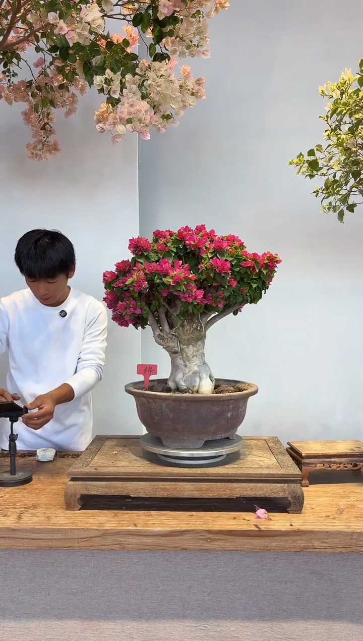 以实际为准尹*宇三角梅34