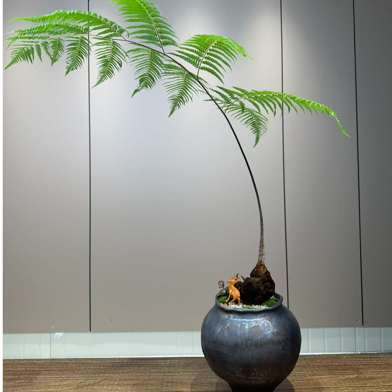 人工金毛狗蕨盆景盆栽直播间一物一拍