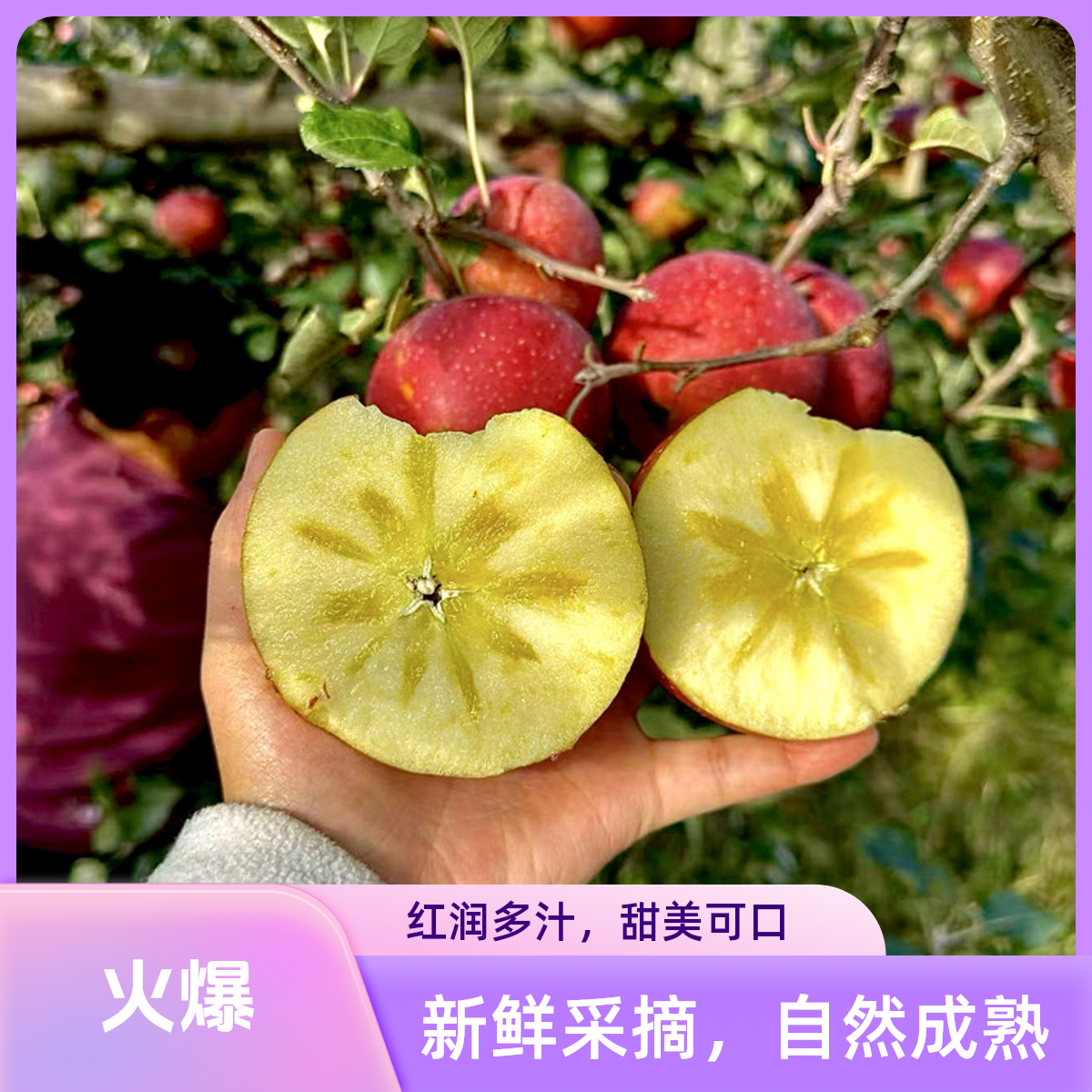 云南昭通富士冰糖心丑苹果新鲜现摘脆甜多汁富含维C水果