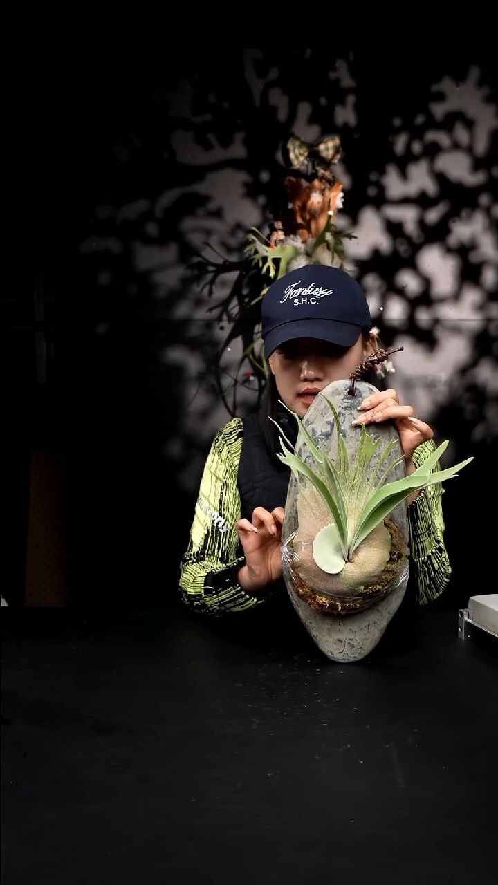 不开花植物LC1227-17 3LAR