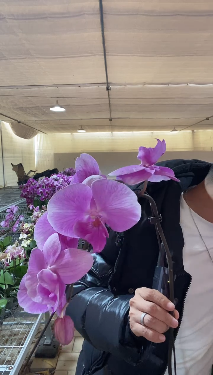 完全开放桃花运 花苞不多3.5