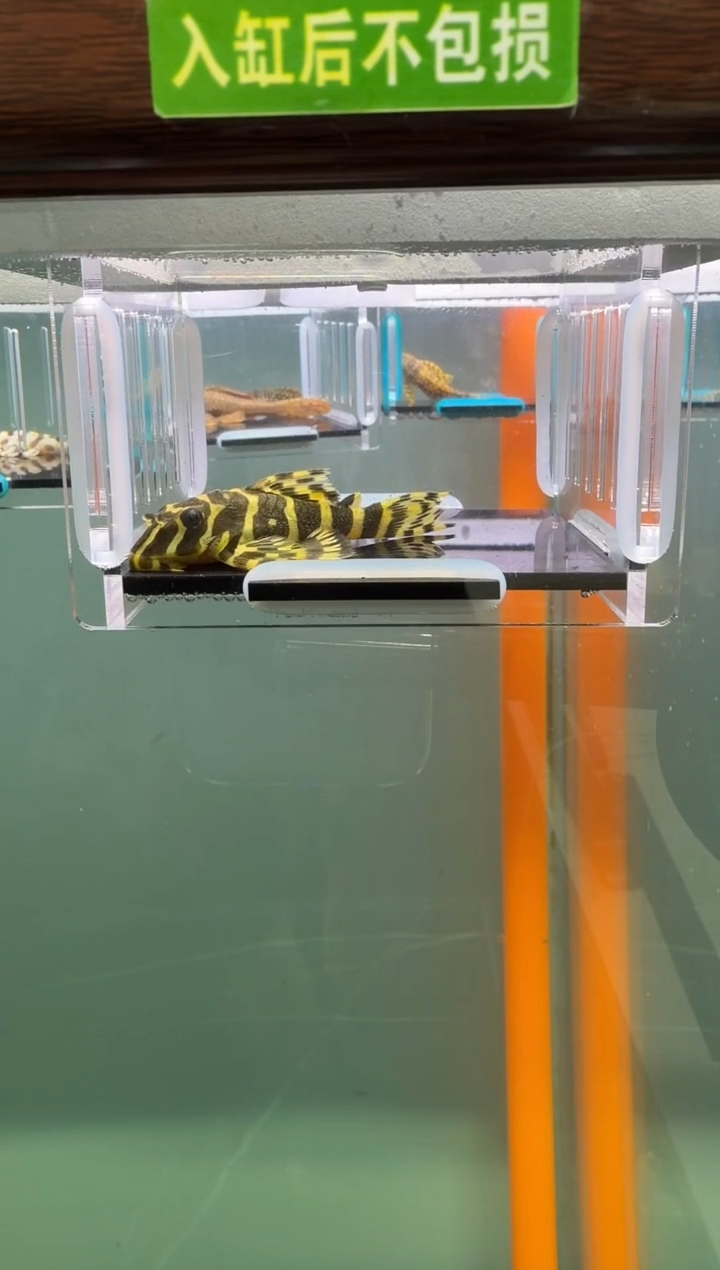 清道夫鱼098号134入缸不包损录制完整开箱视频6.4厘米