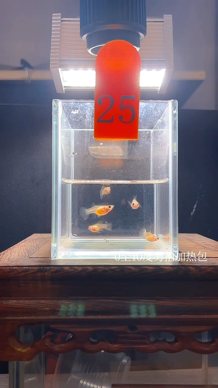 孔雀鱼粉猫普通体25