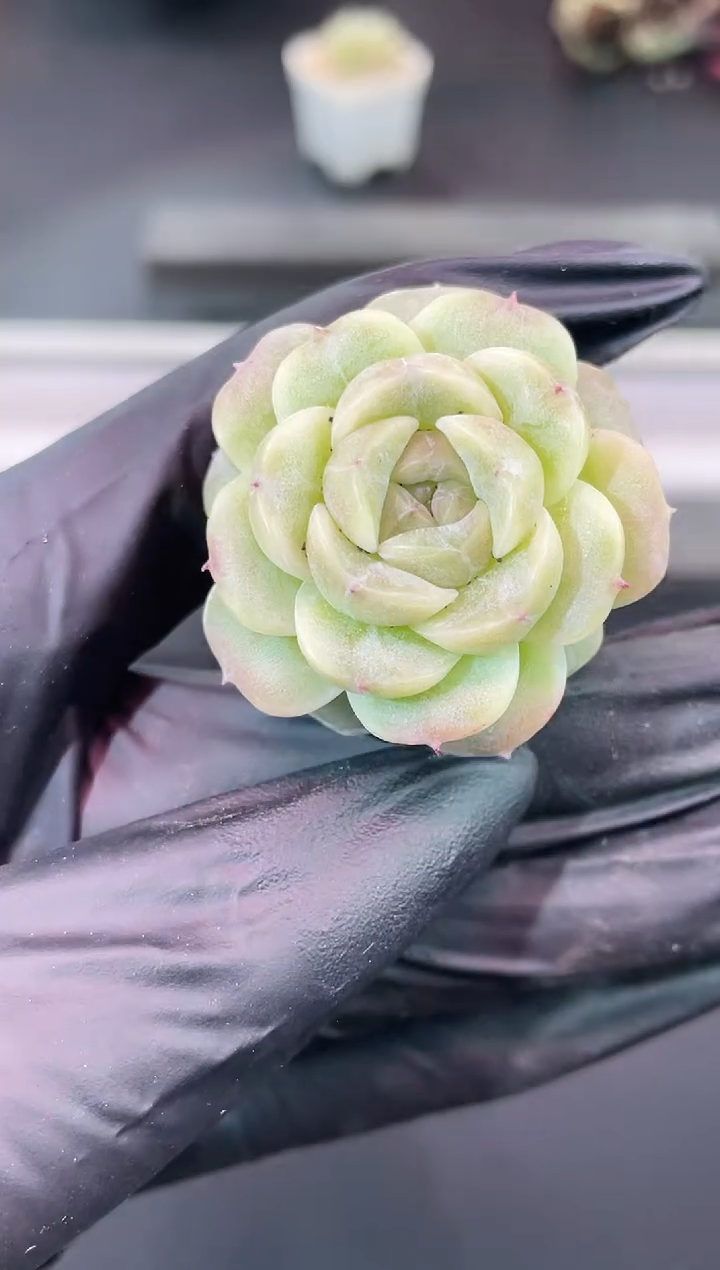 闪购1709  小殿下多肉一颗  3.5-4厘米