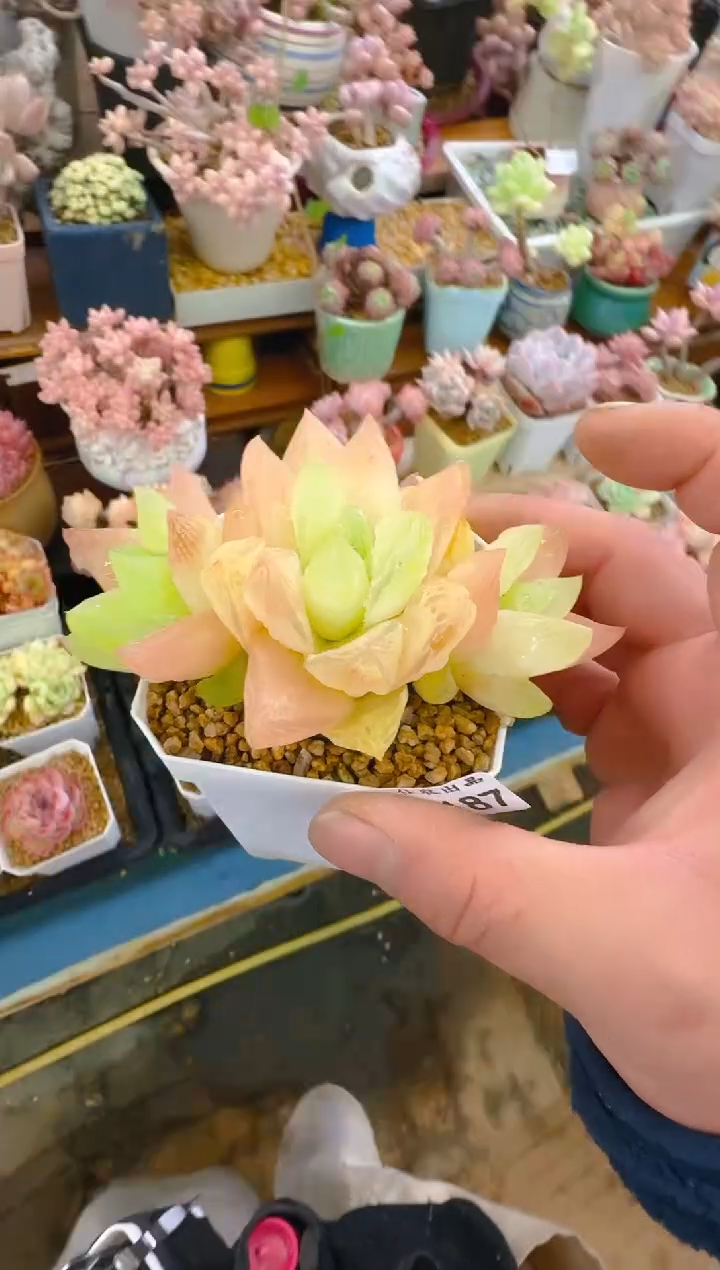 艺—187—仙农（水晶包）