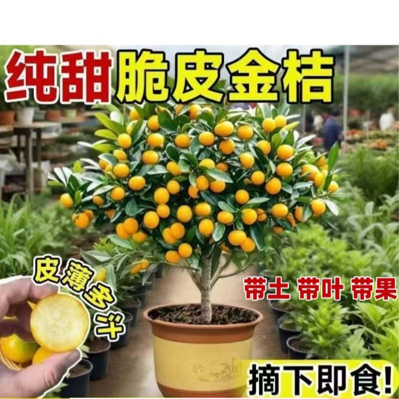【带果发货】脆皮金桔树苗可地栽盆栽室内外南北方均可种植