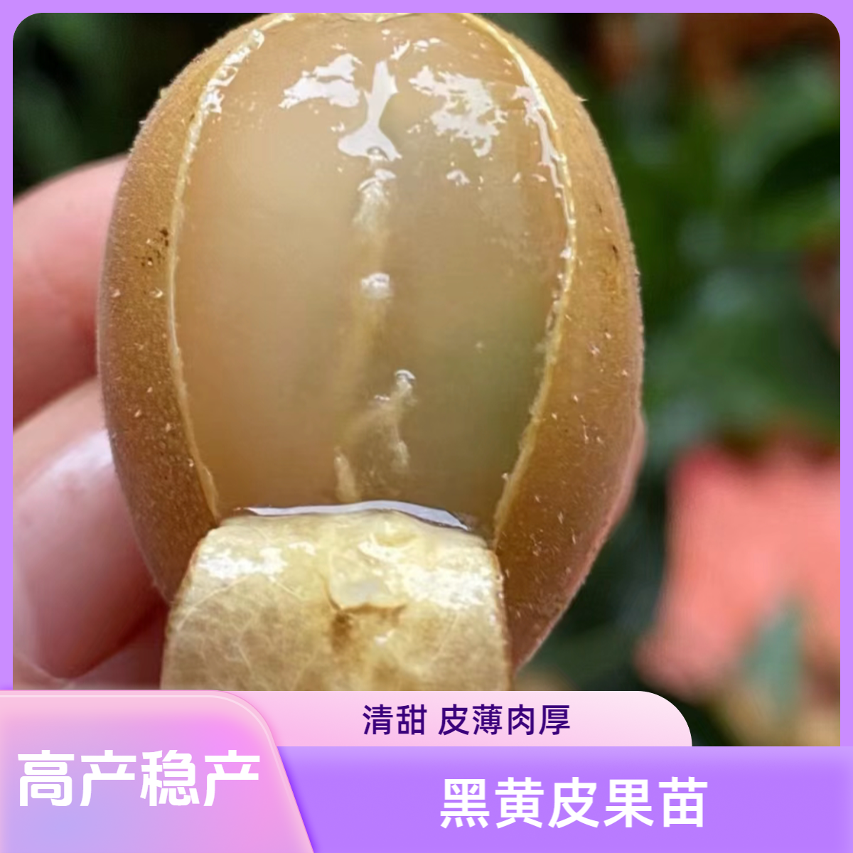 黑金刚黑黄皮树苗 清甜 皮薄肉厚 【一物一拍】