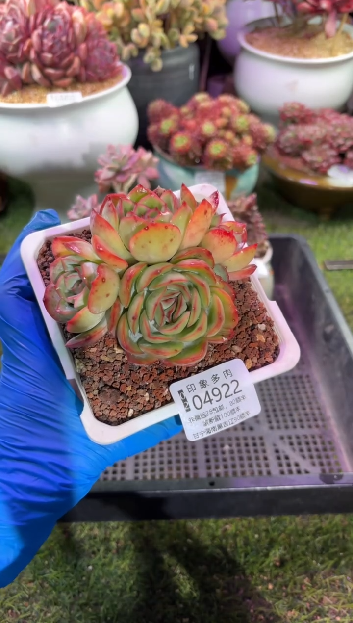 【闪购商品】04922