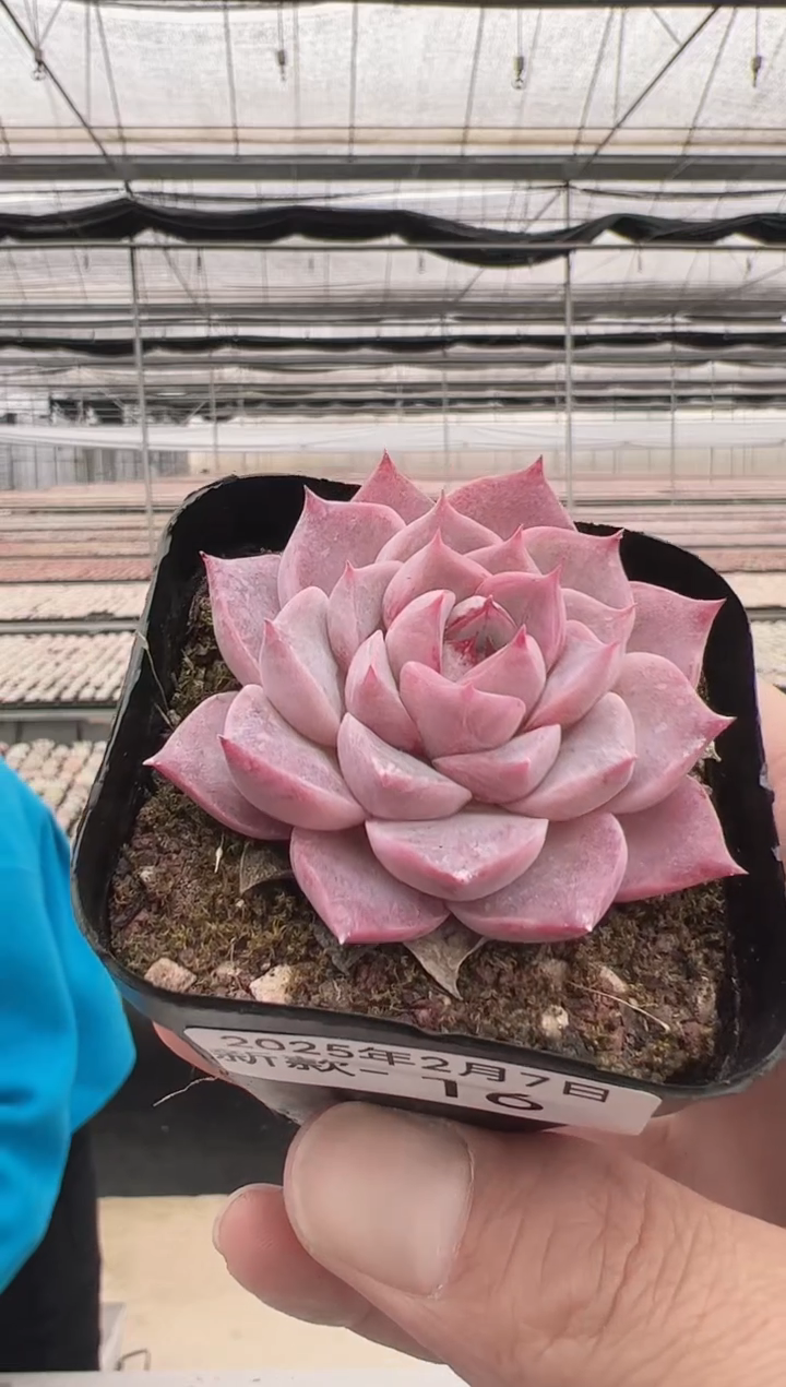 【闪购商品】新款多肉-16