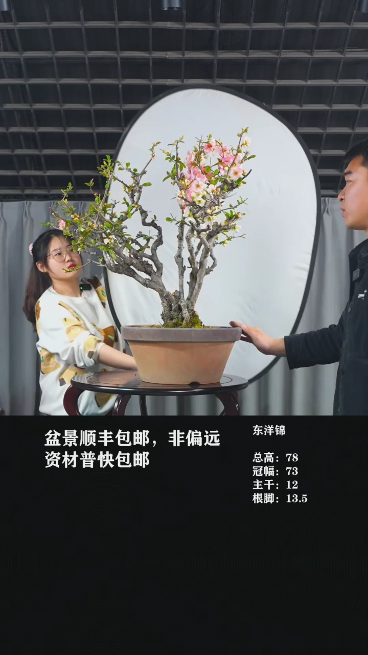 【闪购商品】东洋锦-AA17