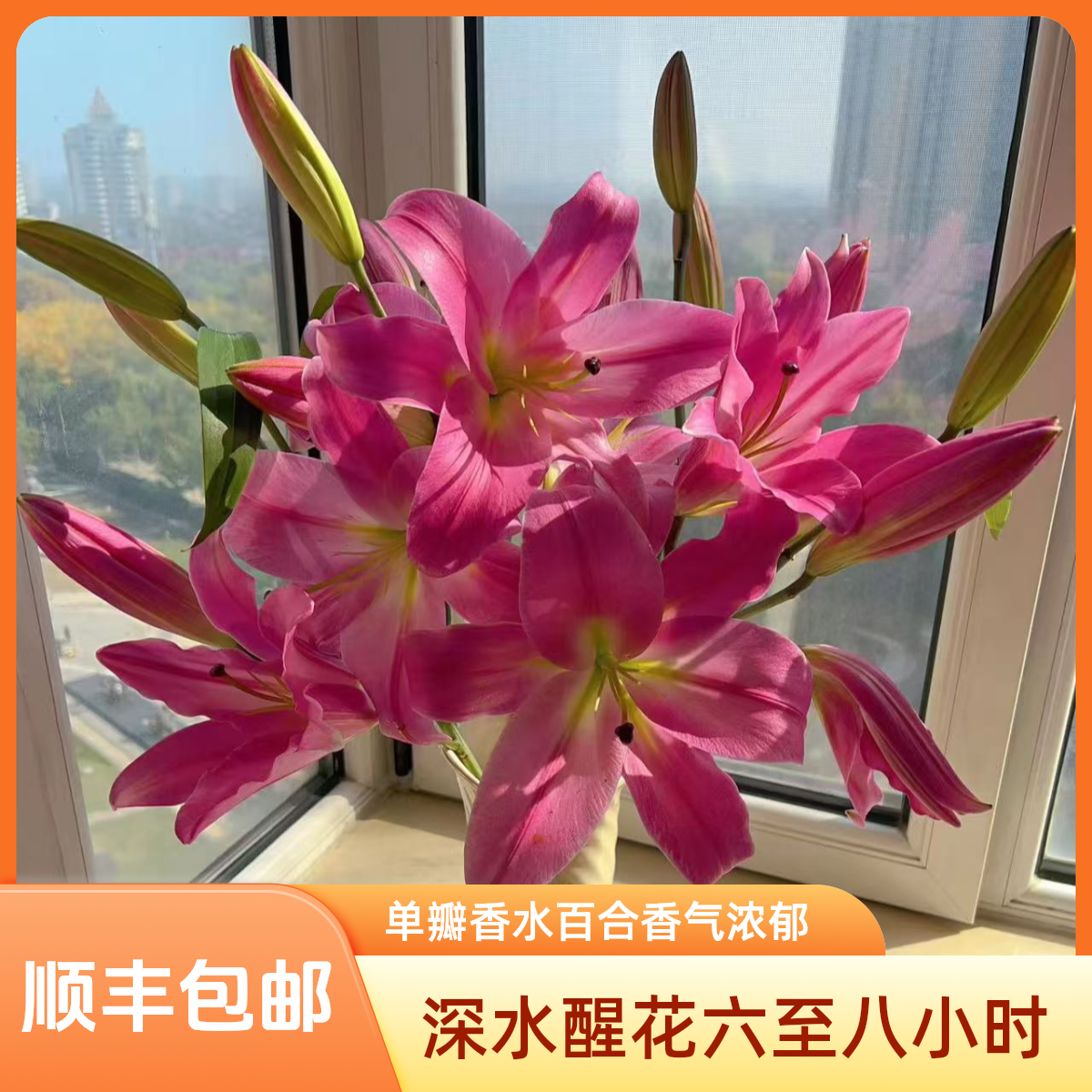 罗宾百合【单瓣香水百合】顺丰包邮