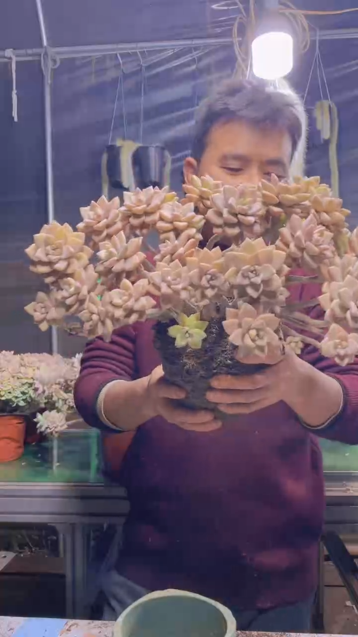 146淡雪缀化一物一拍