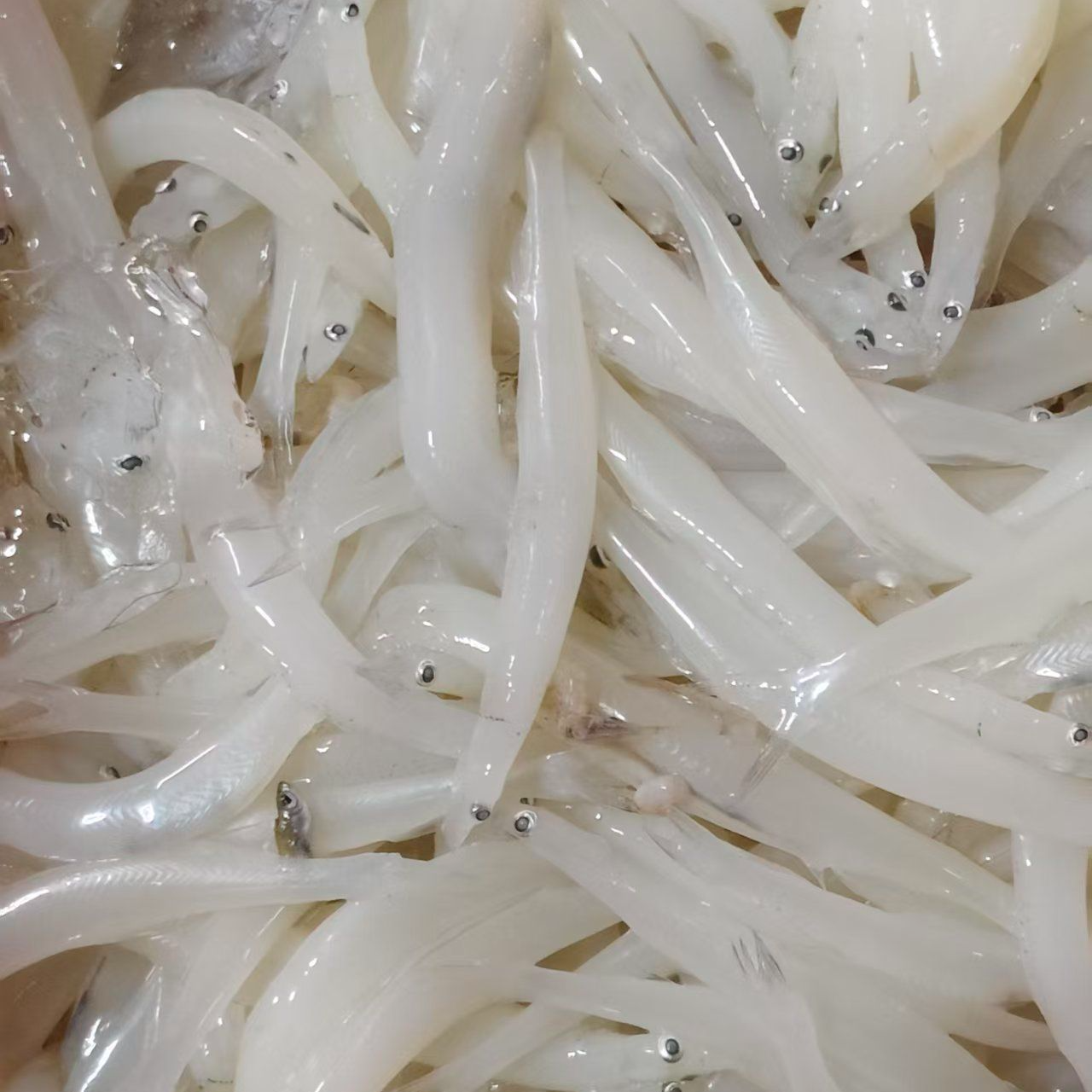 江西湖里干银鱼 | 顺丰包邮