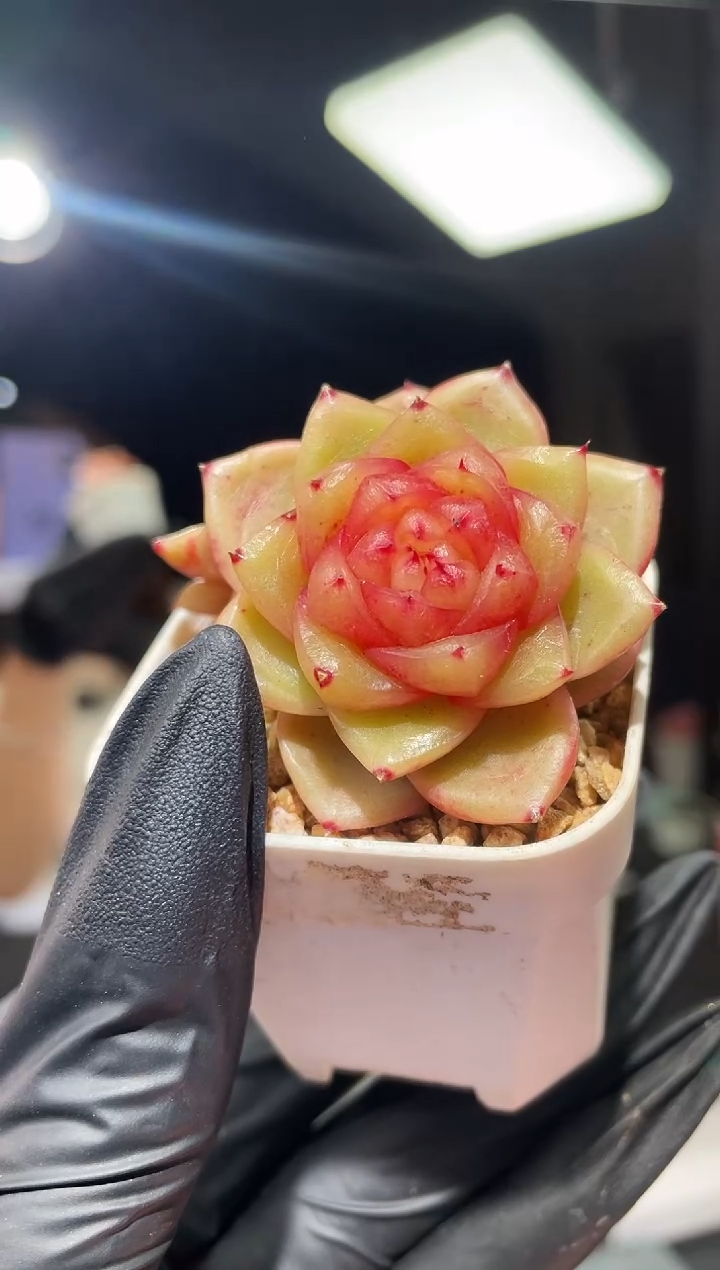 闪购658  玉芷多肉一颗  