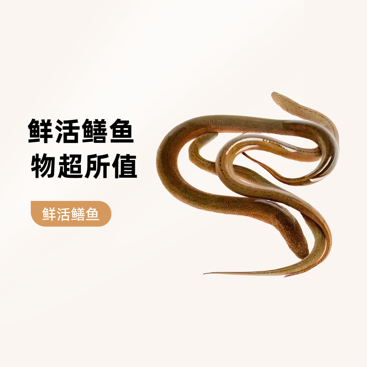 鲜活鳝鱼黄鳝海鲜水产海鲜1公斤（可处理、去骨800g）