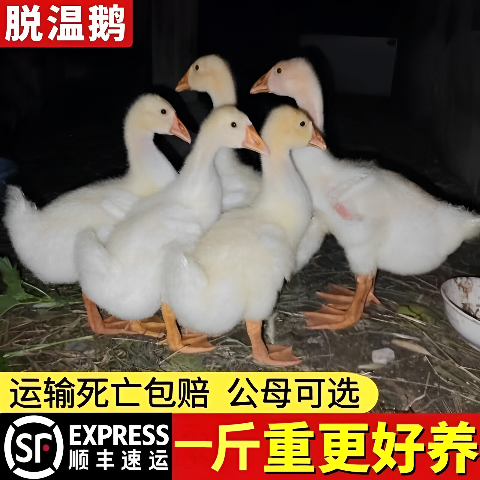 三花四季大白鹅一斤左右适合当宠物顺丰包邮