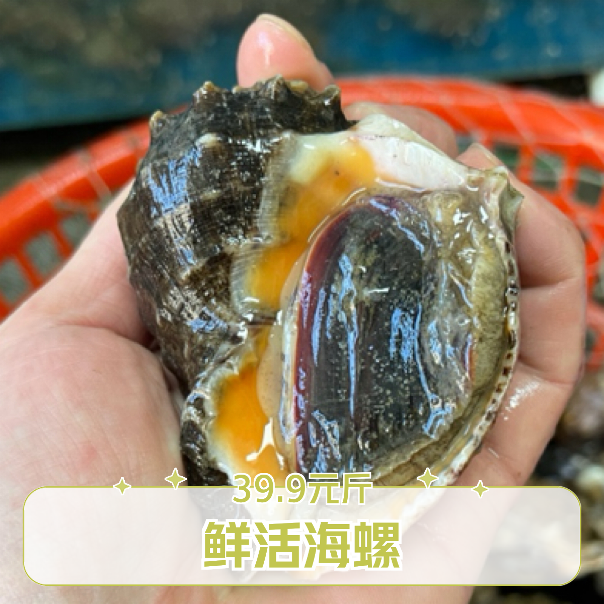 鲜活大海螺 39.9元/斤