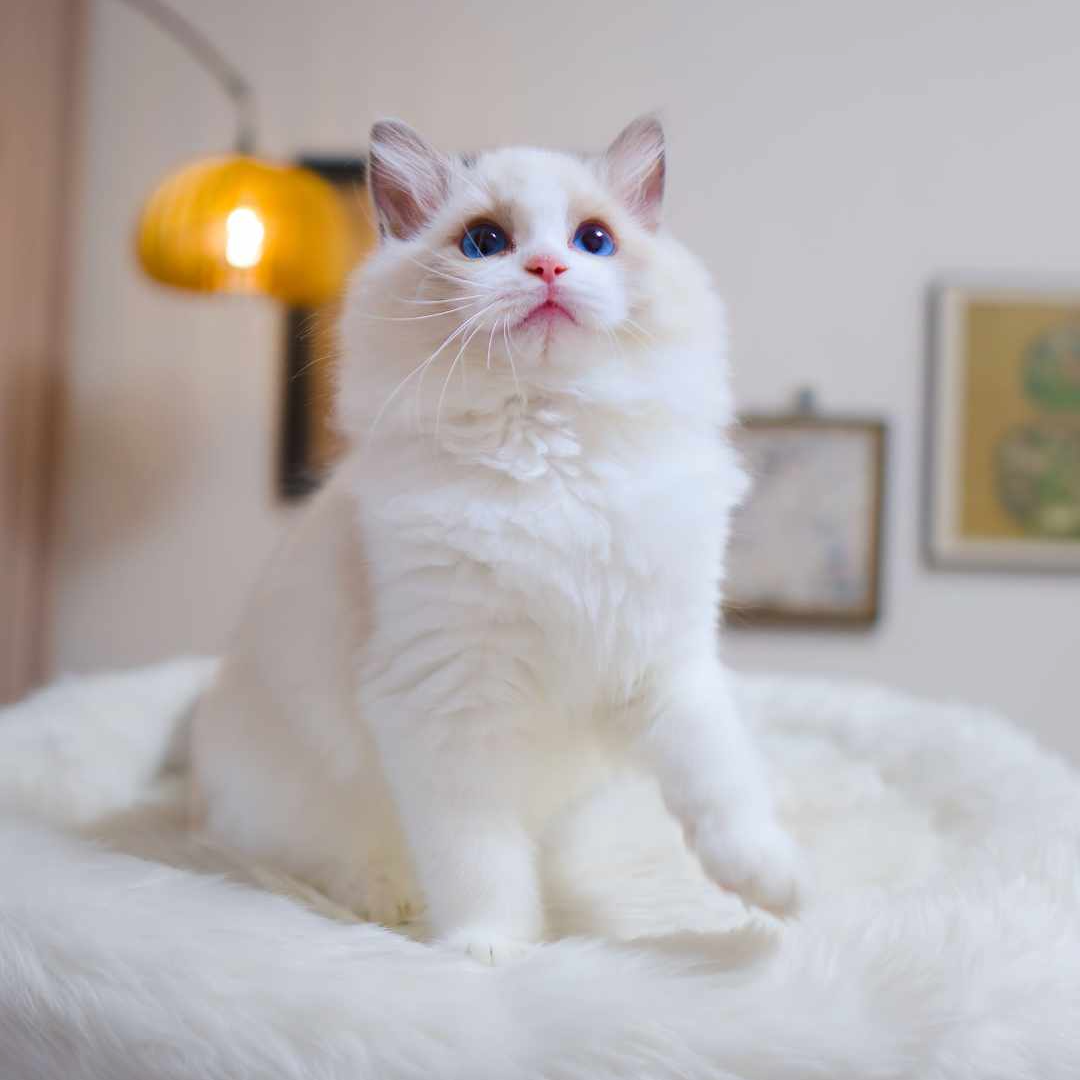 拉菲·极甜蓝双布偶猫弟弟月饶