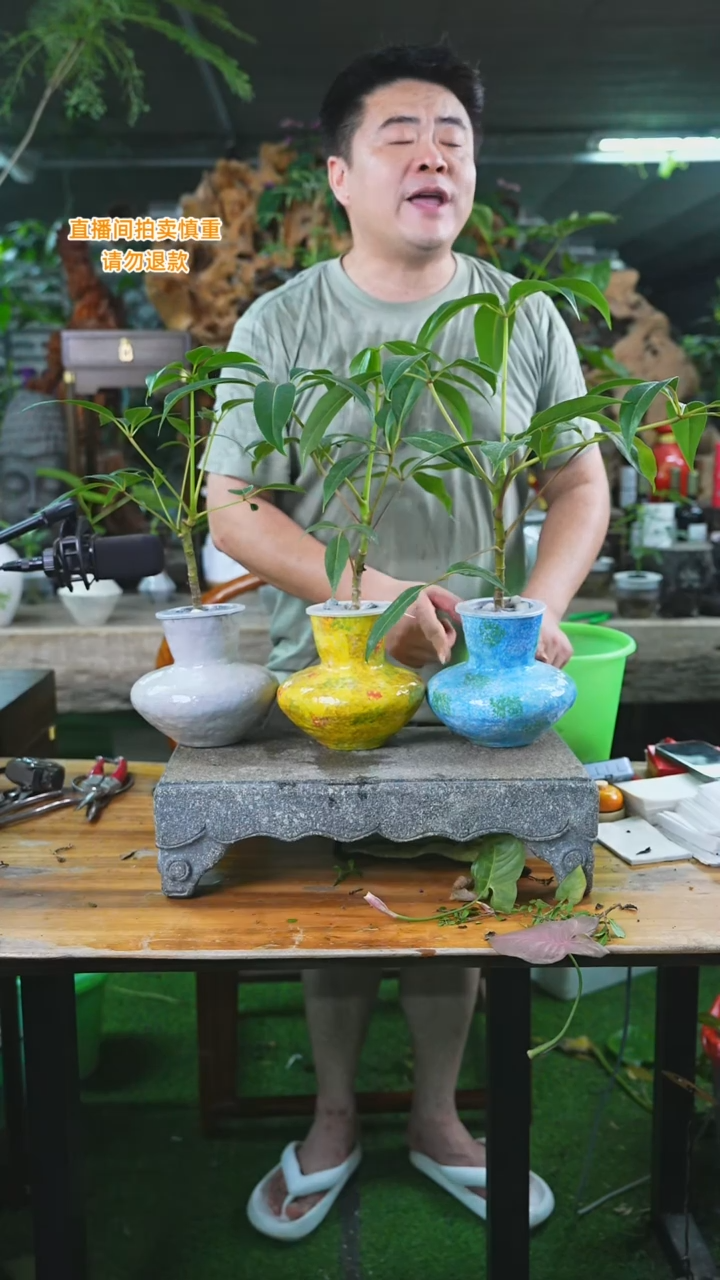 当前无花栽培后可以开花174保罗（颜色自己备注）T