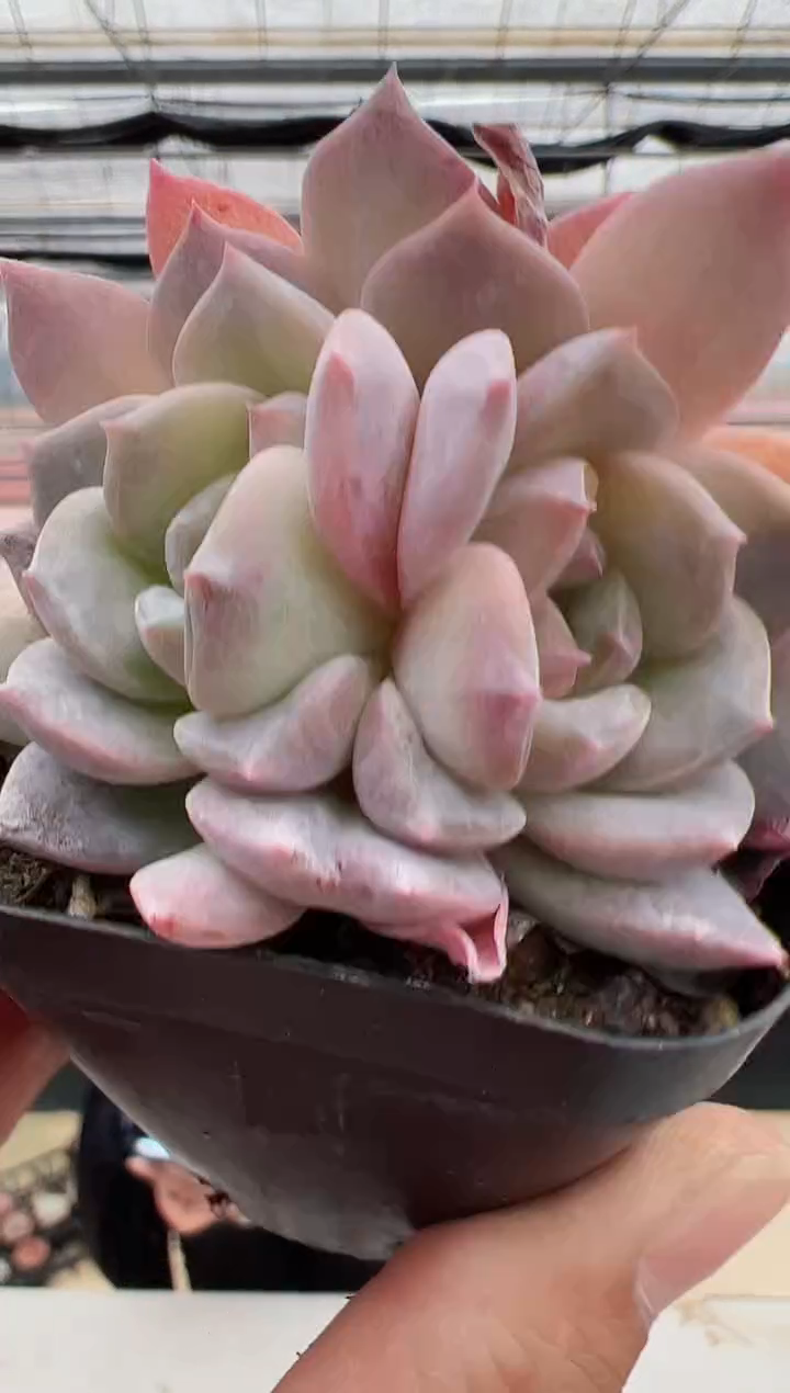 【闪购商品】新款多肉-81