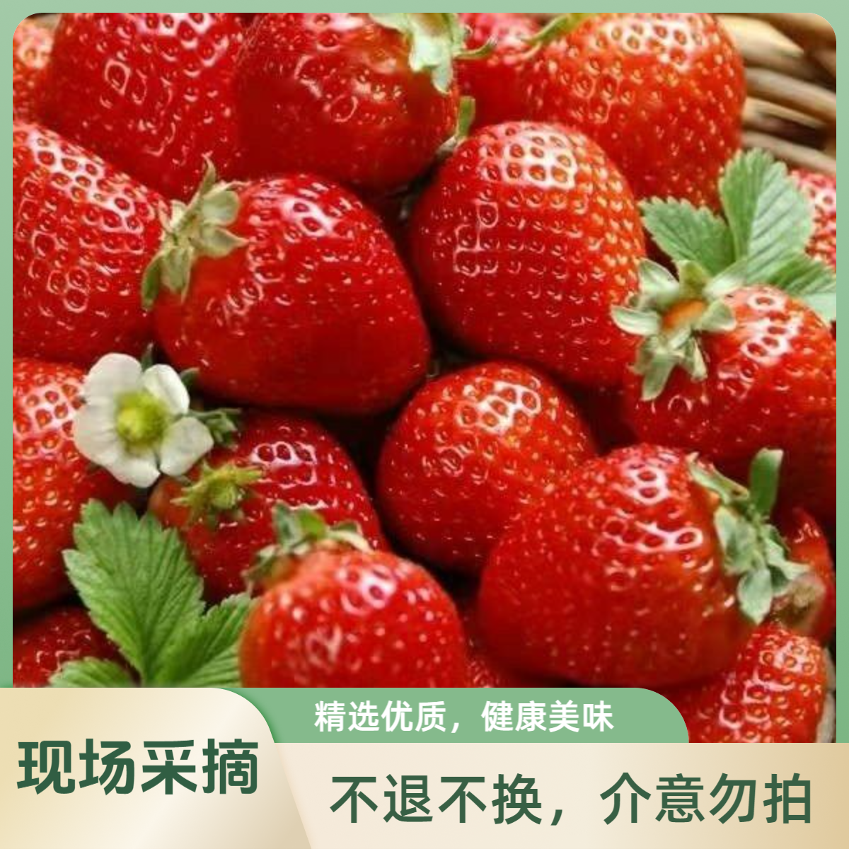 【红颜99草莓尝鲜装】平谷本地红颜草莓现采现摘中果600g